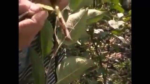 Прививка плодовых деревьев почкой Как правильно привить Время окулировки Виде смотреть онлайн