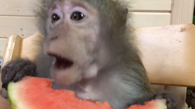 Домашние макаки и арбуз смотреть онлайн