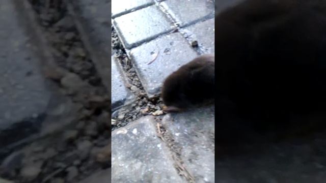 Кротенок заблудился смотреть онлайн