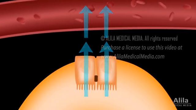 Formation of Urine - Nephron Function, Animation. смотреть онлайн