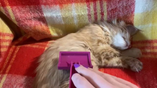 Котенок мейн-кун Луна не хочет вставать) 😴 Maine Coon Luna doesn’t want to wake up смотреть онлайн