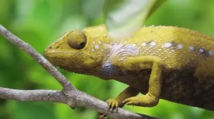 Хамелеон меняет цвет. Разные цвета за три минуты .