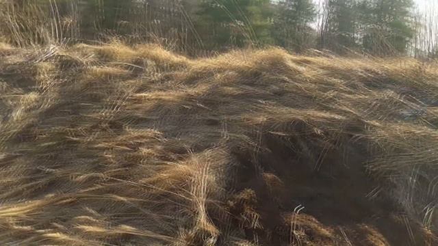 НАКОПАЛ ОДИН ЦЕЛЫЙ ПРИЦЕП. Коп Металлолома!! смотреть онлайн