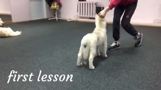 Handling Husky (хэндлинг хаски) смотреть онлайн