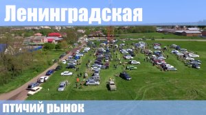 Птичий рынок. Ленинградская. Часть 1. [08.05.2022]