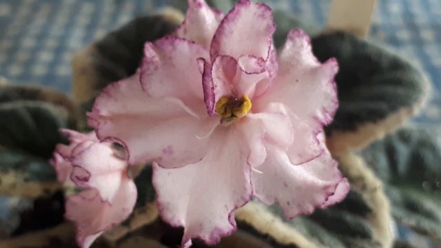 La belle fleur du jour: Cajun's Delicate Touch. Une variété de ma collection violettes africaines смотреть онлайн