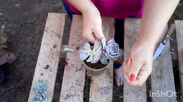 Decapitação de suculentas parte 1 porque fazer? lua? dormência? Dicas ,suculentas no tempo смотреть онлайн