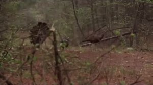 TURKEY HUNT ,  Охота  на дикую  Индейку