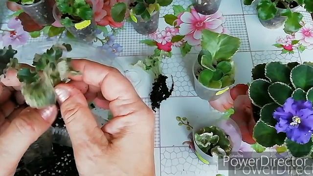 КОГДА ОТСАЖИВАТЬ ДЕТКИ ФИАЛКИ?Отсаживаю детки пестролистных фиалок.Когда можно?ЭТО ВАЖНО!/Новичкам! смотреть онлайн