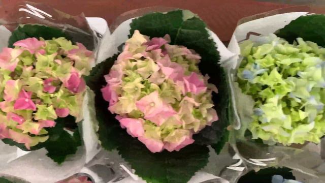 Гортензия Микс D-9 смотреть онлайн