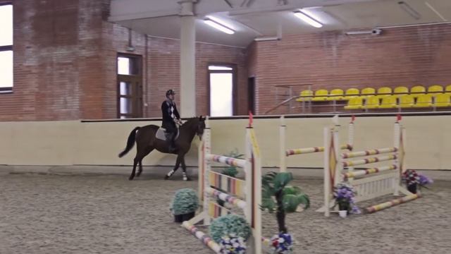 Купить лошадь ганноверской породы. Купить коня. Кенди. ПХ "Бреч" смотреть онлайн