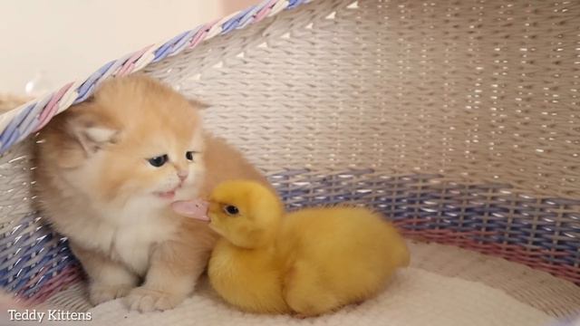 The tiny kittens are friends with the duckling. 😻 So cute смотреть онлайн