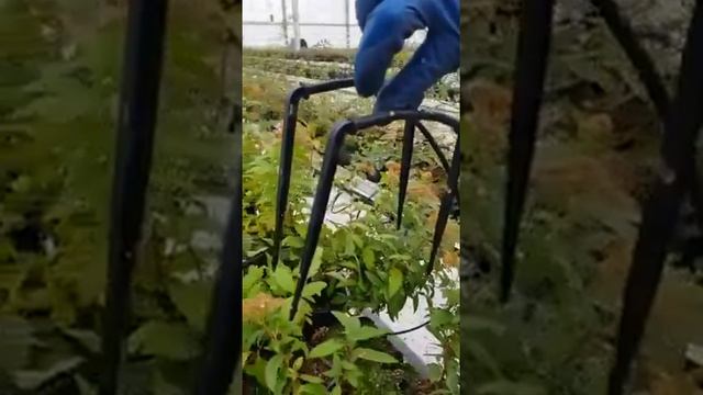 Капельный полив клубники, цветов (цветочных культур) тепличный комбинат МБУ Белгорблагоустройство. смотреть онлайн