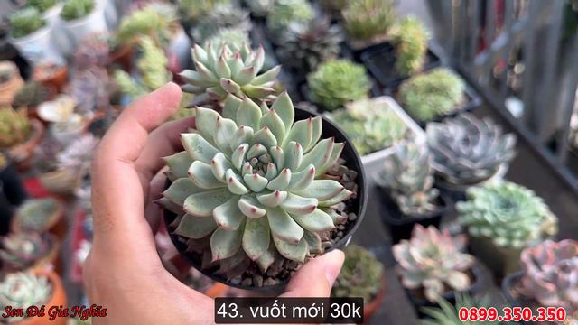 Ai không trồng được sen gì thì thử cây trồng sẵn xem nhé | succulent Gia Nghia смотреть онлайн
