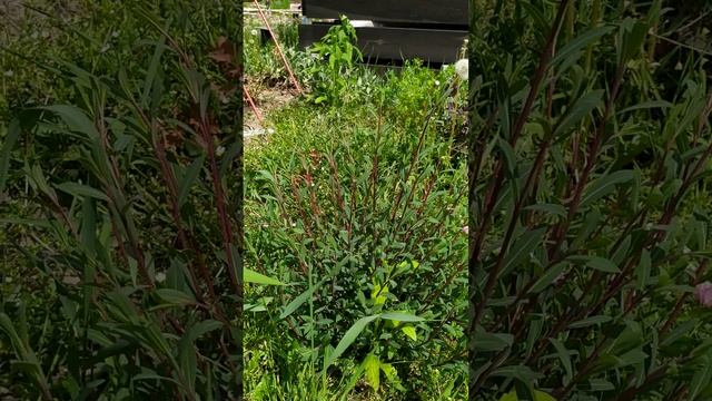 Ива Маяк-2. Май. 2 летняя корневая система. смотреть онлайн