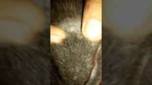 Удаляем клеща у кота!БЕЗОПАСТНО!!