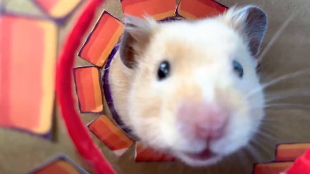 Hamster Escapes the Awesome Prison Mario Maze ? for Pets in real life смотреть онлайн