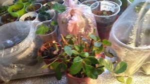 Черенкование роз во мхе.