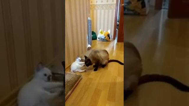 Тайский папа Томас Гамлет играет с сыном Марс Гамлет. смотреть онлайн