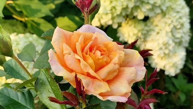 ПЛЕТИСТЫЕ РОЗЫ.         17 Сортов.