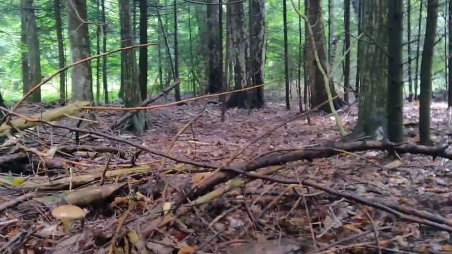 Грибними місцями. смотреть онлайн