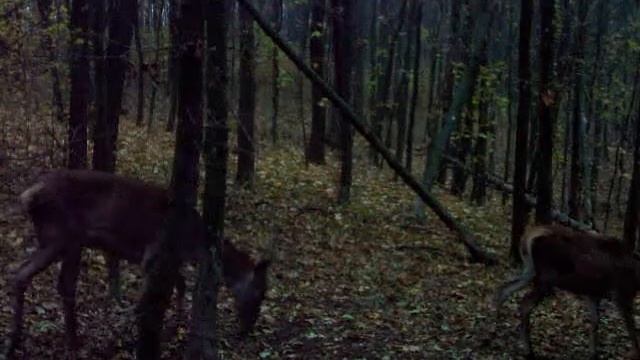 Шпикачик с оленухами на солонце. смотреть онлайн