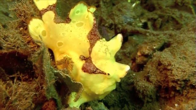Frogfish in PNG смотреть онлайн