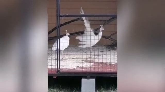 Питомник Козы-Гномы @kozignomi смотреть онлайн