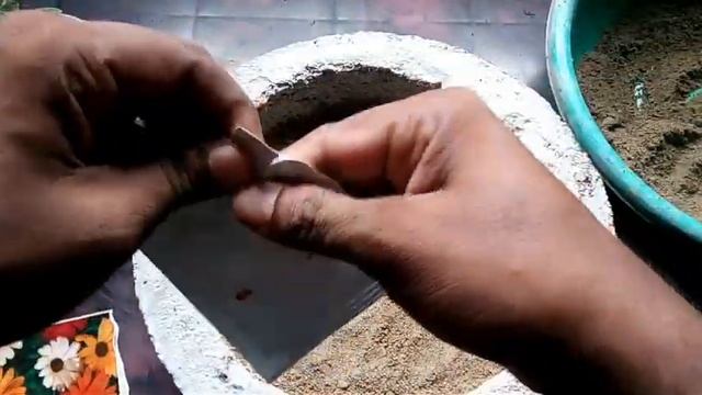 04- How to grow dimorphotheca(African daisy) from seeds смотреть онлайн