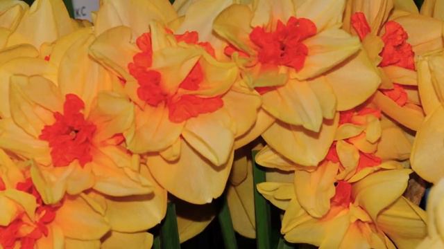 Narcissus Innovator