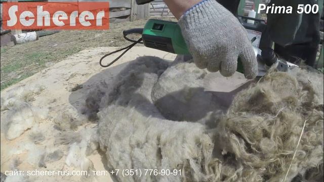 Scherer Prima 500 (Шерер Прима 500) Стрижка барана "домашней" породы. Sheep shearing machine. смотреть онлайн