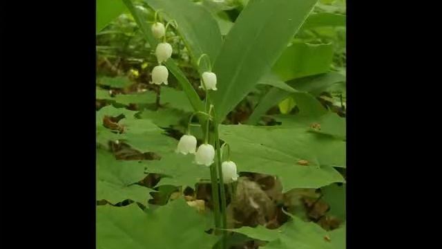 Про ландыши в прошлом мае Фотофильм смотреть онлайн