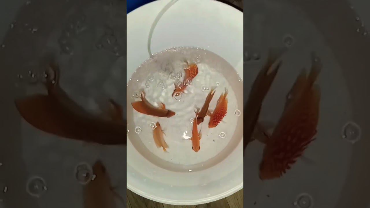 Рекорд, почти 5 дней в пути! Транквил помог #aquarium #аквариумныерыбки #discus #дискусы смотреть онлайн