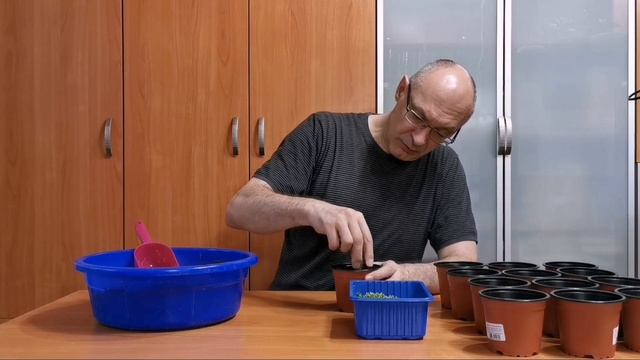 Крассула Том - Тумб. смотреть онлайн