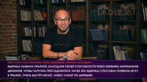 Класс Рептилии. Пресмыкающиеся животные. Отряд Черепахи, Ящерицы. Виды Признаки Биология 7 класс ЕГ