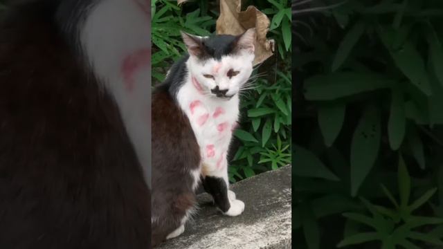 когда один кот на районе смотреть онлайн