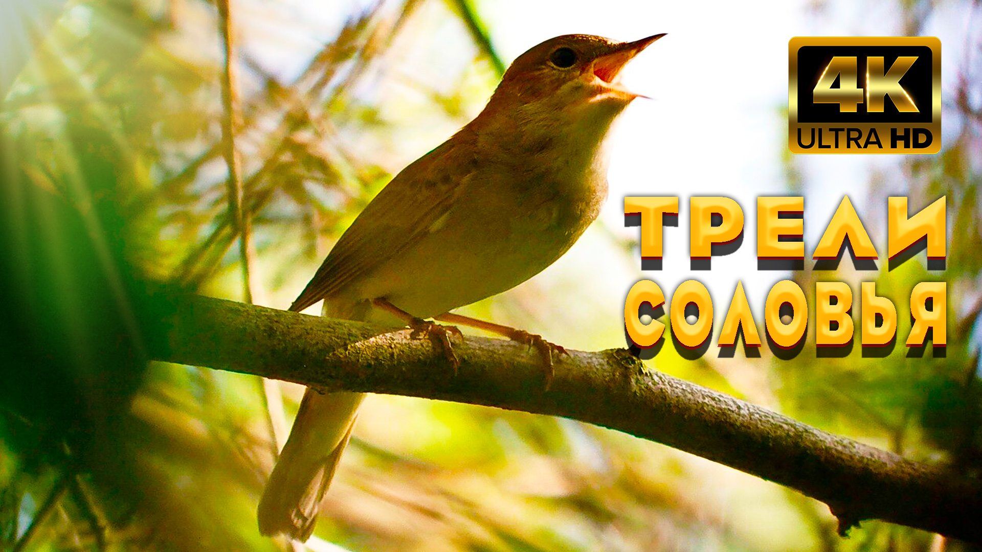 Пение Соловья, Поможет Вам Расслабиться И Успокоиться. Майский Лес Наполняется Звуками Природы. смотреть онлайн