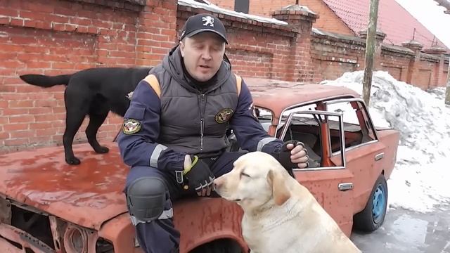 Разница между лабрадором и голденом РЕТРИВЕРЫ смотреть онлайн