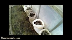 Огурцы в мешках.Высаживаем огурцы в теплицу