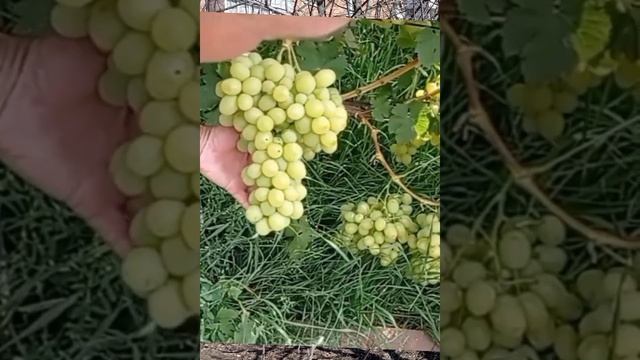 @Muskat Ozon super white grapes. Виноград Озон смотреть онлайн