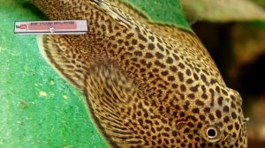 ПСЕВДОСКАТ СЕВИЛЬЯ.СОДЕРЖАНИЕ В АКВАРИУМЕ