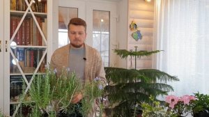 Розмарин . Как правильно ухаживать и добиться цветения в домашних условиях.