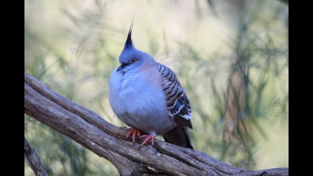 Birual — Crowned pigeon смотреть онлайн