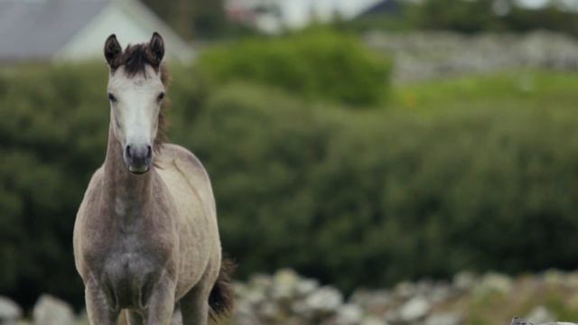 РЖАНИЕ КОНЯ / ЗВУКИ ЛОШАДИ/ СКАЧКИ ЛОШАДЕЙ смотреть онлайн