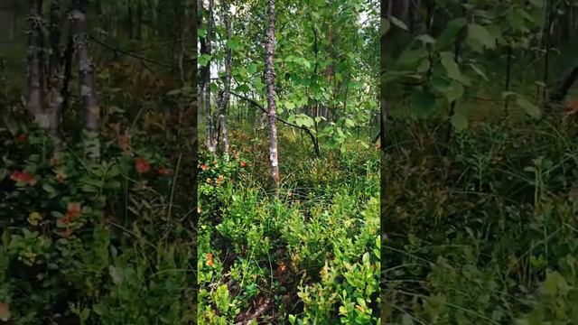 #ягоды#брусника#карелия#лес#лето#cowberry#berries#karelia#russia#summer#cool смотреть онлайн