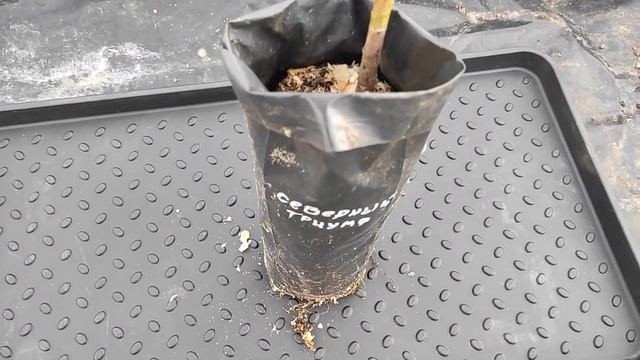 абрикос северный триумф смотреть онлайн