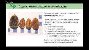 Как вырастить орех пекан?