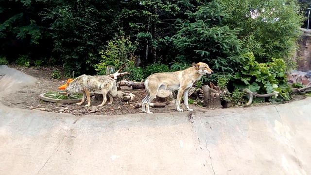 Евразийские они же карпатские волки июнь 2017 смотреть онлайн