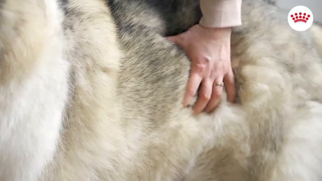 Проблема зайвої ваги у собак. Як визначити та лікувати смотреть онлайн