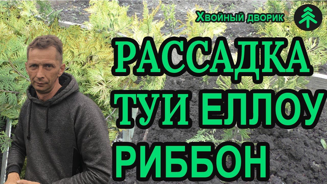 Рассадка туи западной еллоу риббон с формированием для дальнейшего роста. смотреть онлайн